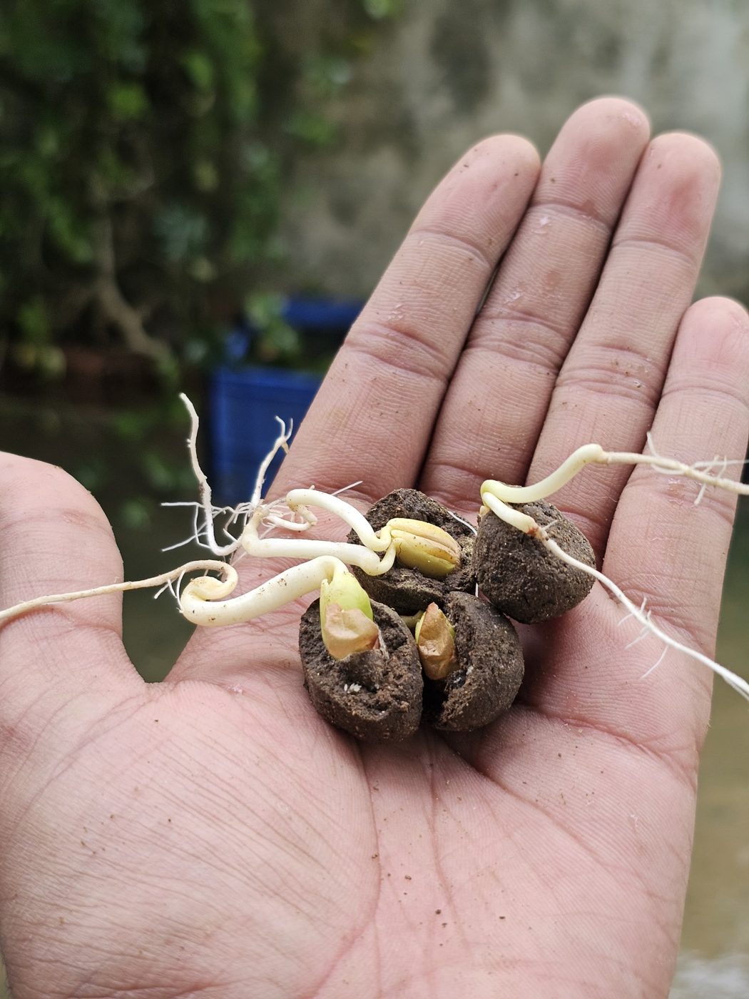 Seed balls sprouting roots in an open palm